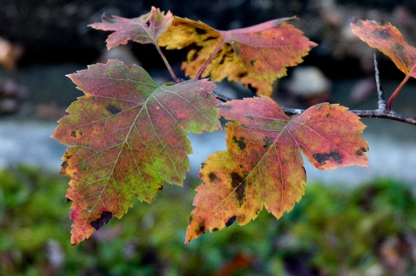 {Crataegus phaenopyrum}